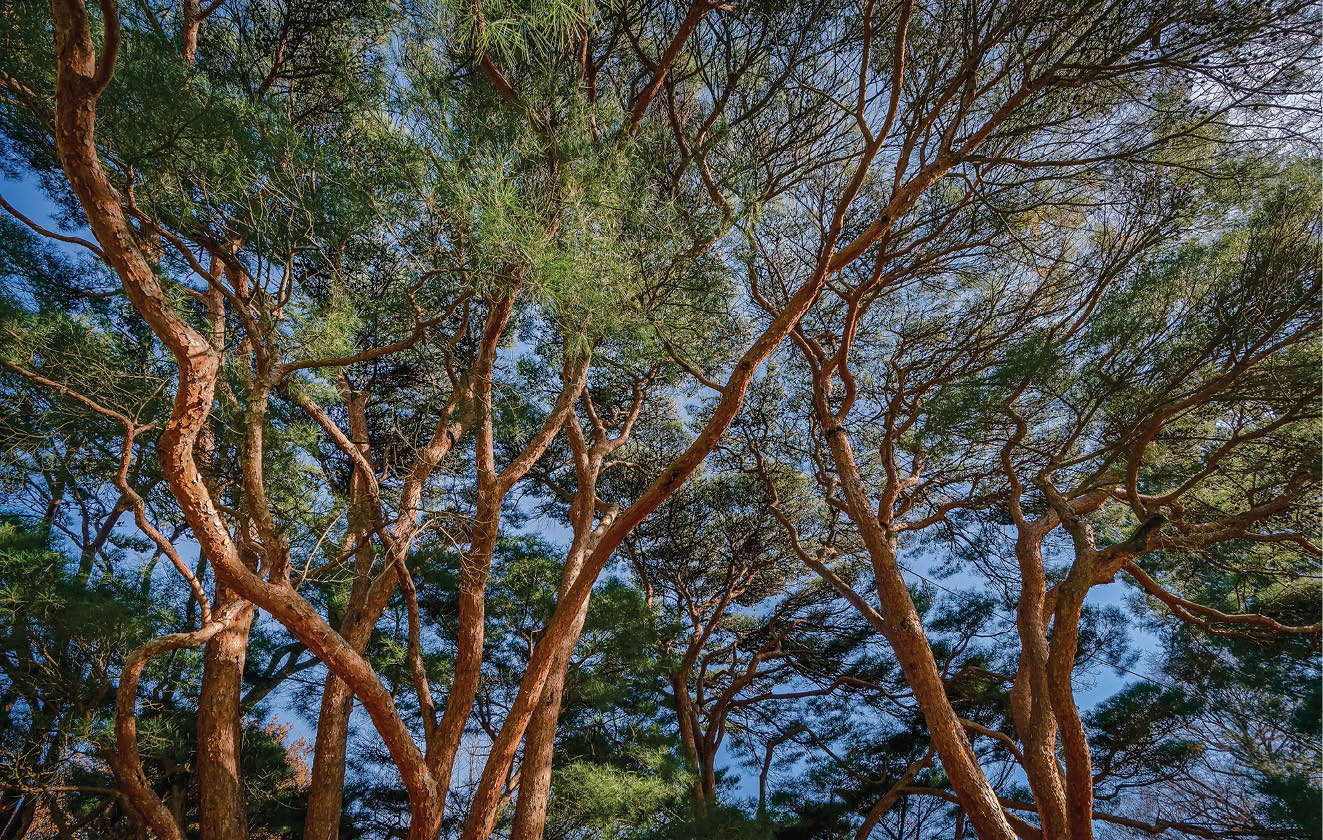 Numerous branches of several coniferous trees reach up toward the blue sky, covered in red bark 