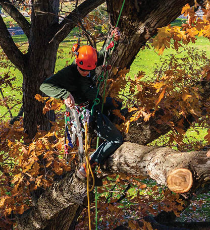 An arborist in an orange helmet climbs a tree to trim branches laden with late fall leaves 