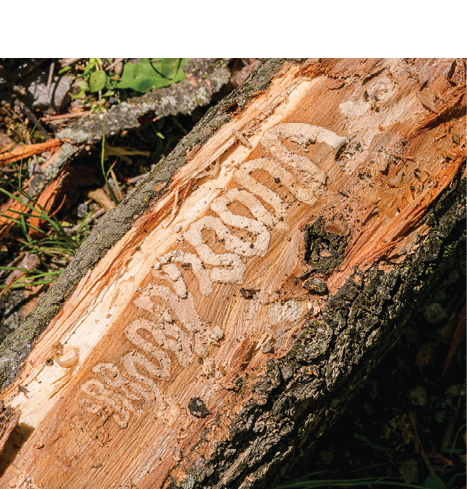 An inside view of a tree s trunk with the bark stripped away, revealing a serpentine pattern of damage in the wood below caused by insects