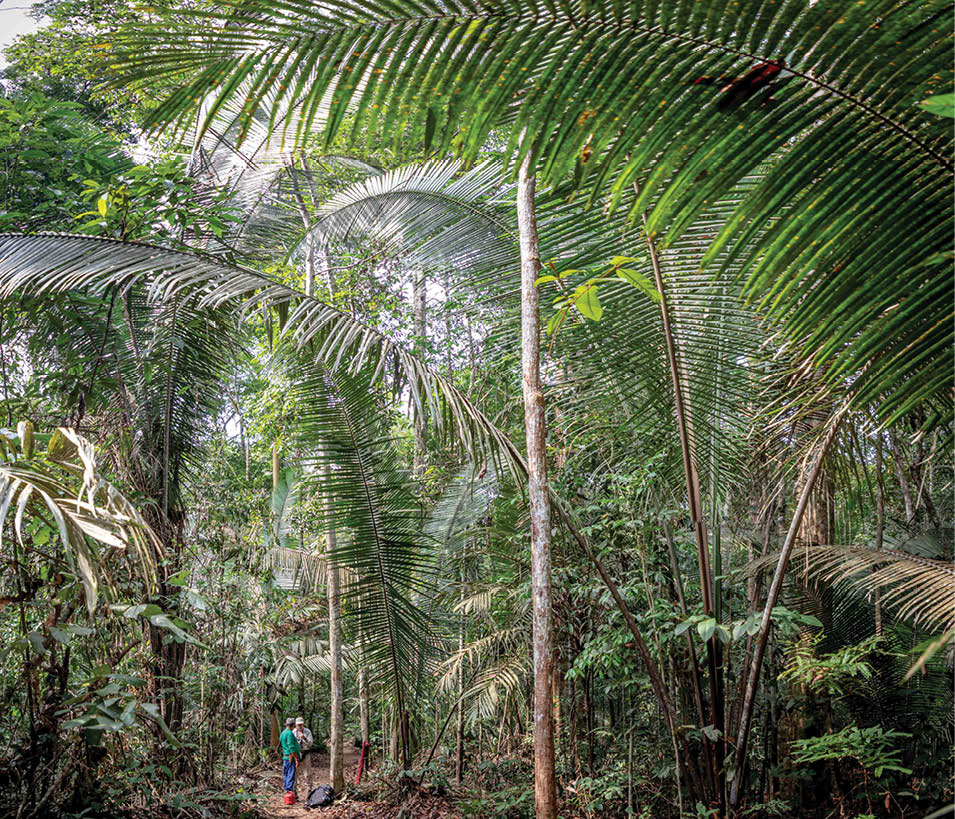 Scientists can be seen working under a canopy of rich green palm fronds in the Amazon Rain Forest of Brazil 