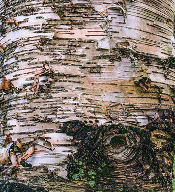 A close-up photograph of striped tree bark