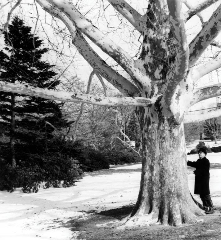 An antique, black and white photo of a person in a black hat and coat examining the bark of a tree at NYBG, surrounded by snow