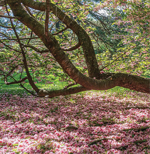Winding tree trunks cast shade on a landscape of fallen spring blooms, their pink petals covering the ground beneath the branches 