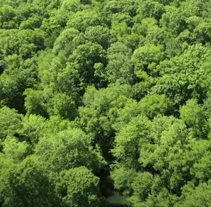 An animated GIF featuring photos of the Thain Family Forest in summer, taken from both above and below the canopy 