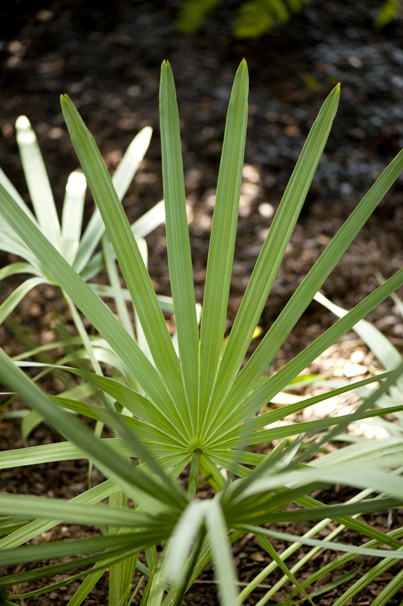 Buyer Beware: What's Inside A Bottle of Saw Palmetto Supplement? - Science  Talk Archive