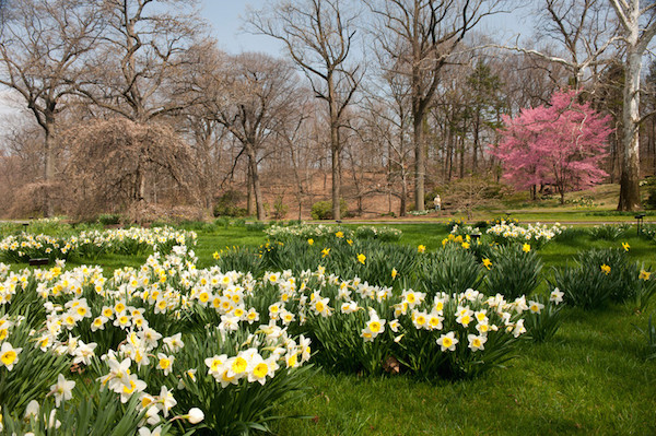 Planting Hope Daffodil Hill