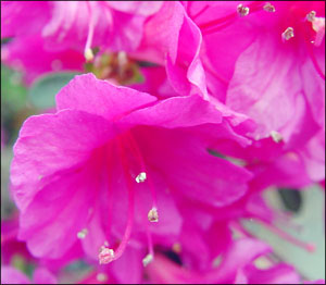 Amazing Azaleas