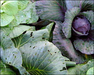 Cabbage Worm Damage