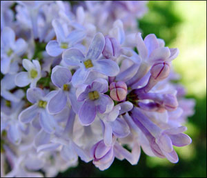 Lilacs