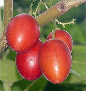 Tomato Plant