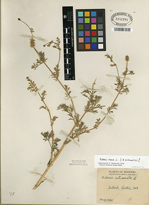 Adonis herbarium specimen