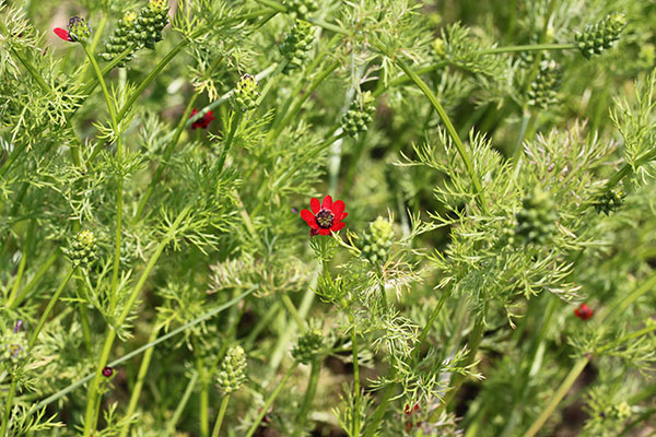 Adonis annua photograph