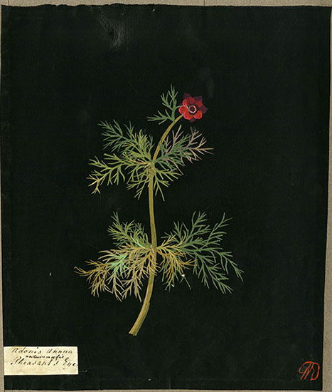Adonis Annua Autumnulis (Polyandria Polygynia), from an album (Vol.I, 5); Pheasant's Eye. 1776 Collage of coloured papers, with bodycolour and watercolour, on black ink background