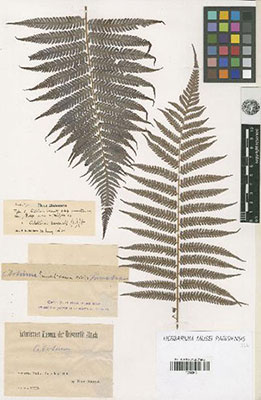 barometz herbarium specimen