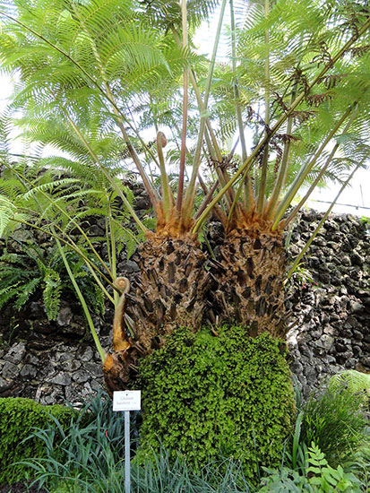 Cibotium barometz - Botanischer Garten München-Nymphenburg - DSC08046.JPG