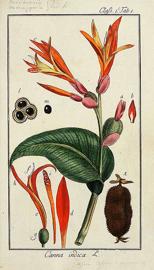 Illustration of Canna Indica in Johannes Zorn
