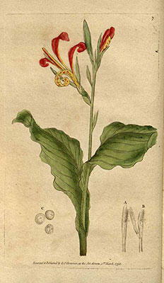 Canna indica by E. O. Donovan