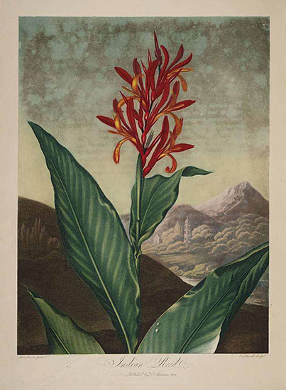 Canna indica by Robert Thornton