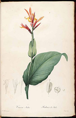 Canna indica by P. J. Redouté