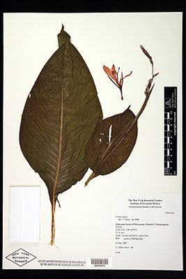 Canna indica herbarium specimen