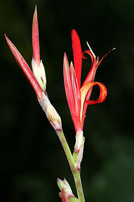 Canna indica flower photograph