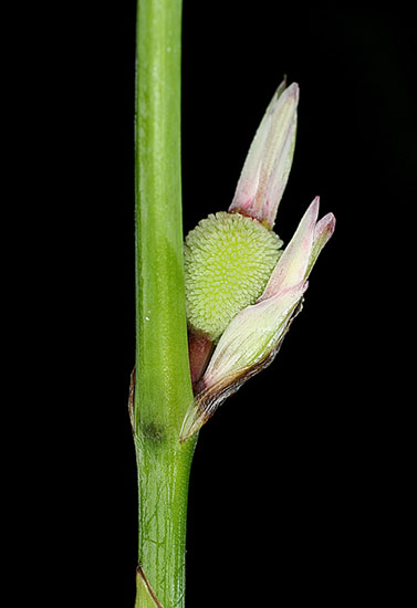 Canna indica fruit photograph