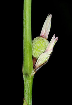 Canna indica fruit photograph