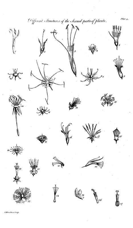 Flower Anatomy