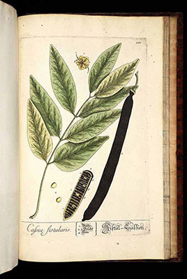 Cassia fistulia by Blackwell