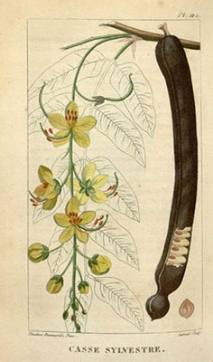 Canna indica herbarium specimen