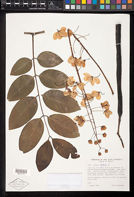Cassia herbarium specimen