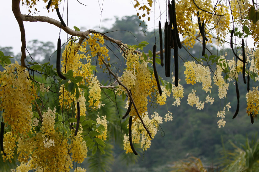 Cassia fistula (Golden Shower) - cultivated