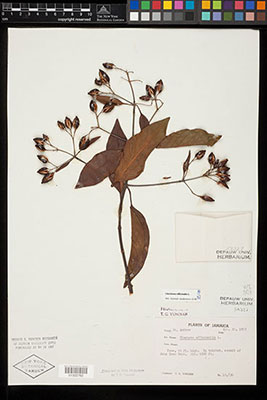 Cinchona herbarium specimen