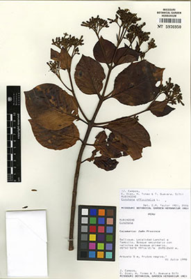 Cichona herbarium specimen