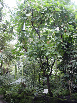 NYBG Haupt Conservatory Cinchona