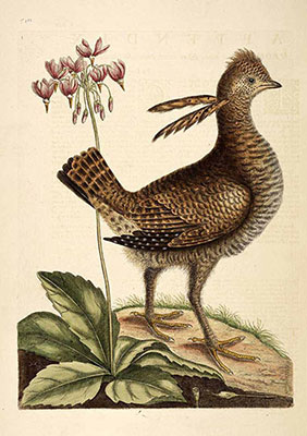 Dodecatheon meadia illustration by Catesby