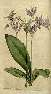 Dodecatheon meadia illustration by Sowerby