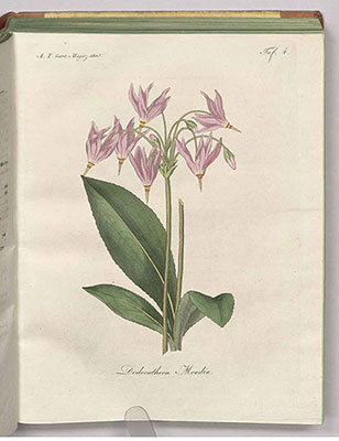 Dodecatheon meadia illustration in Allgemeines Teutsches Garten-Magazin