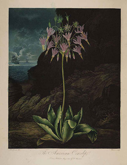 Dodecatheon meadia illustration by Robert Thornton