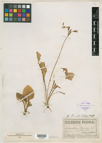 Dodecatheon meadia herbarium specimen