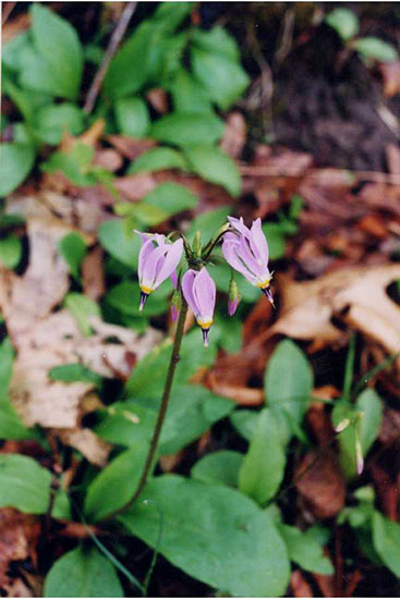 Dodecatheon meadia photograph