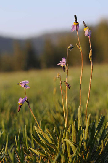Dodecatheon meadia flower photograph