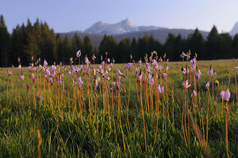 Dodecatheon meadia by Jan Koeman