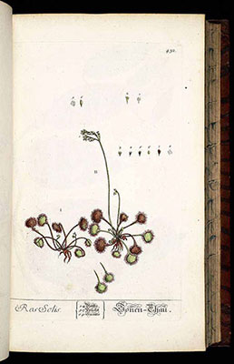 Drosera rotundifolia by E. Blackwell