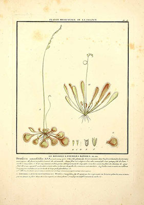 Illustration of Drosera in Pierre Bulliard