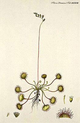 Drosera rotundifolia in Flora Danica