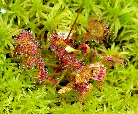  Drosera rotundifolia with the remains of a butterfly