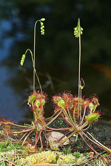 Drosera rotundifolia flower photograph