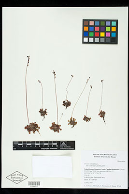 Drosera rotundifolia herbarium specimen