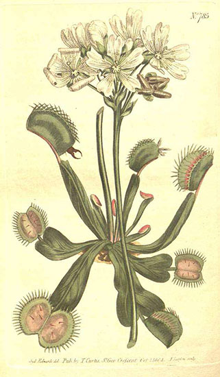 Illustration of the Venus Flytrap